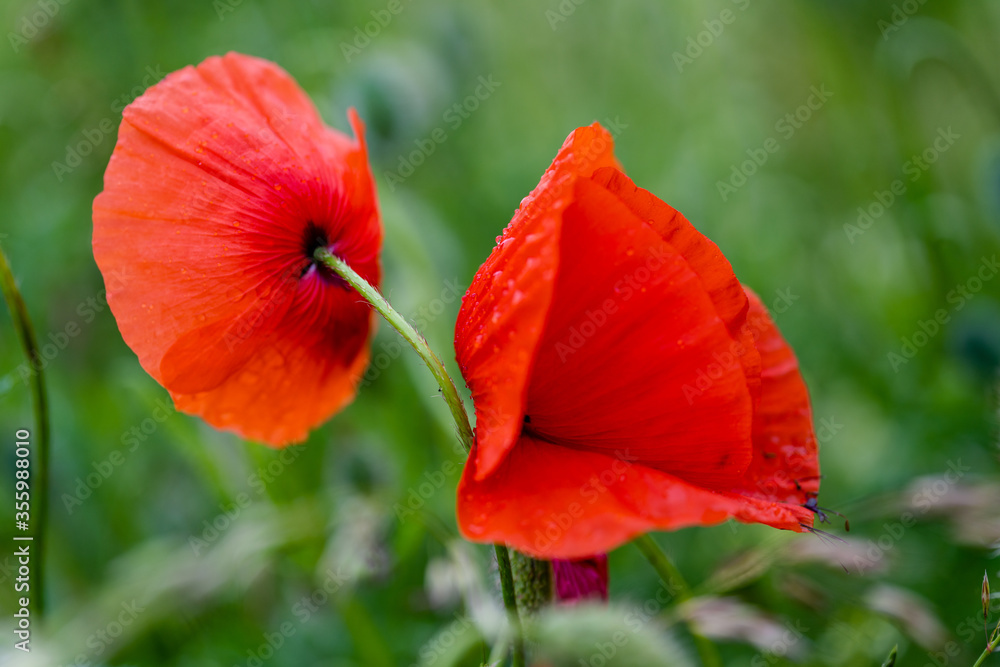 Fototapeta premium Mak kukurydziany (Papaver rhoeas), znany również jako mak kukurydziany, dziki mak, mak ognisty lub mak po deszczu