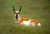 Pronhorn Antelope