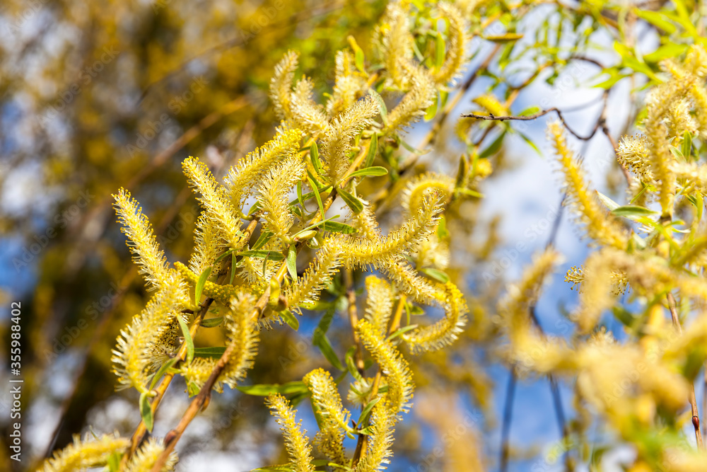 beautiful willow tree beautiful willow tree