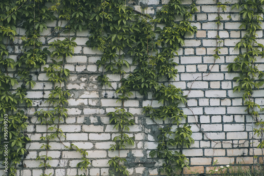 Climber plant with white brick wall background.Old brick wall with green  tree.Grungy white brick wall.Dirty brick wall. Stock Photo | Adobe Stock