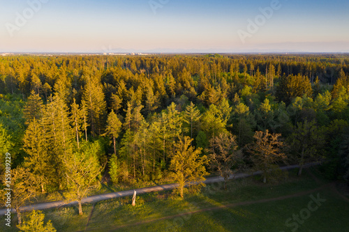 Pine forest seen from above aerial drone shot with pathway through trees photo