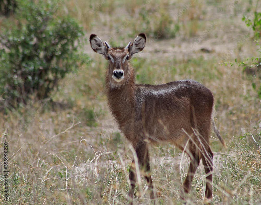 Kudu in the grass