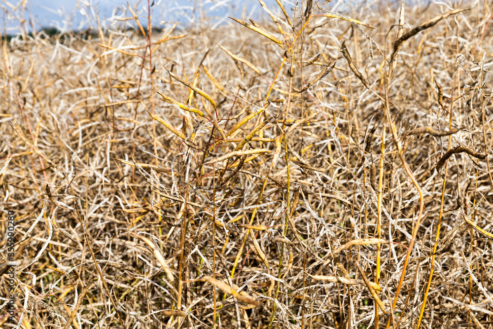 Fototapeta premium agricultural field rapeseed