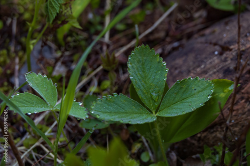 Wild Strawberry Leaves with water drops
