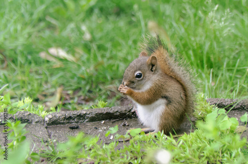 American Red Squirrel in the garden