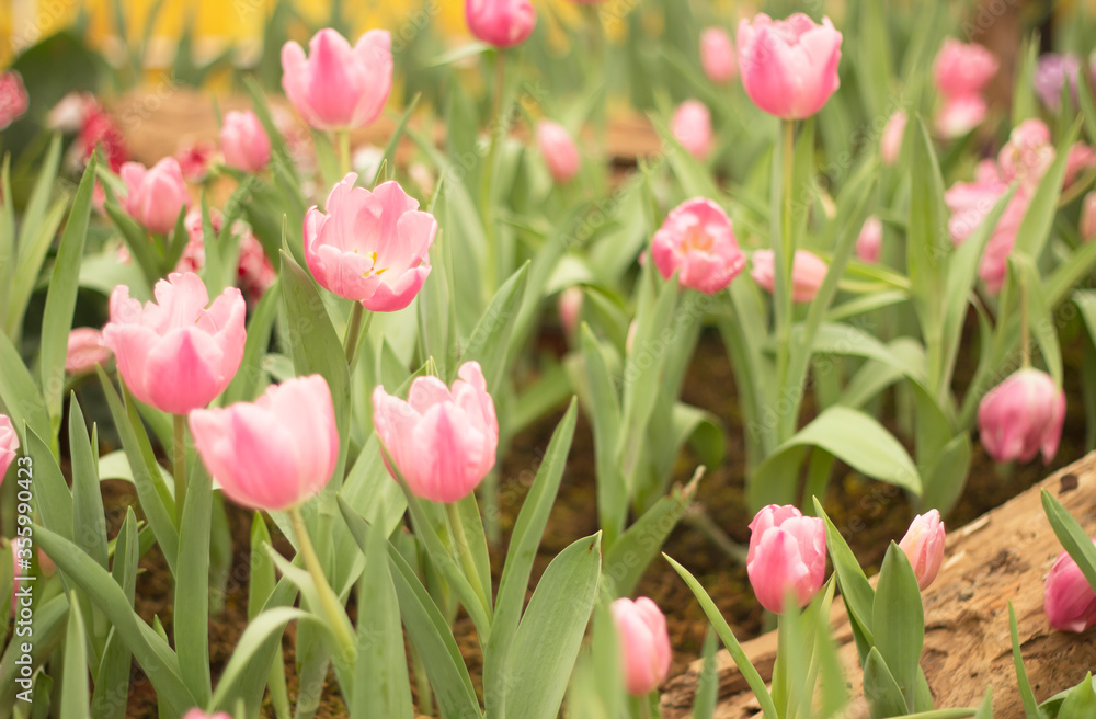 Obraz premium tulips in the park