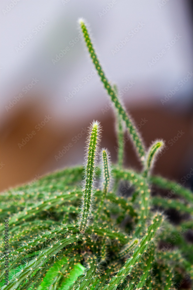 Fototapeta premium Succulent and cactus in pot