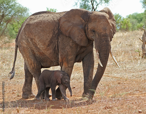 Elephant with newborn 