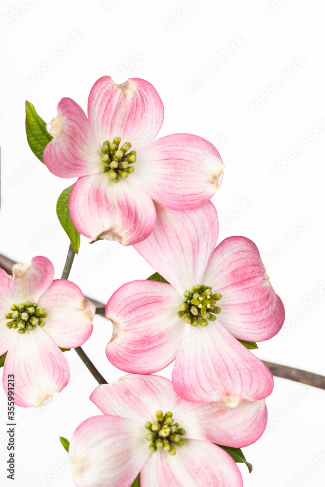 Close Up of Pink Bracts on Flowering Dogwood Tree