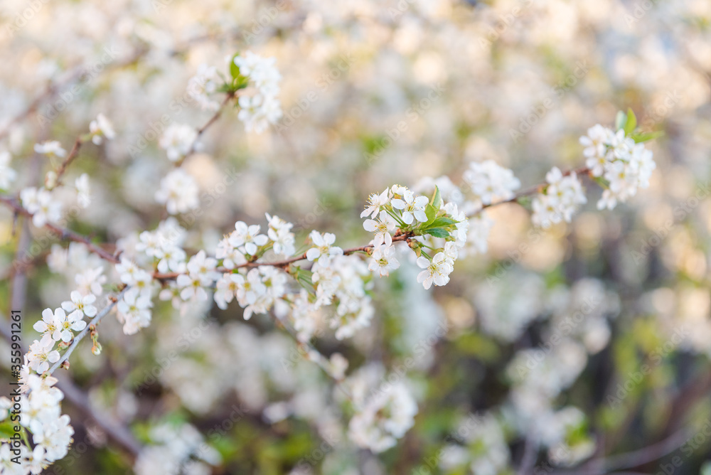 Blossoms fruit tree. Large plpn. Background photo. A lot of white flowers. Apple flowers Natural fruits. Agriculture Blossoms fruit tree. Large plpn. Background photo. A lot of white flowers. Apple flowers Natural fruits. Agriculture