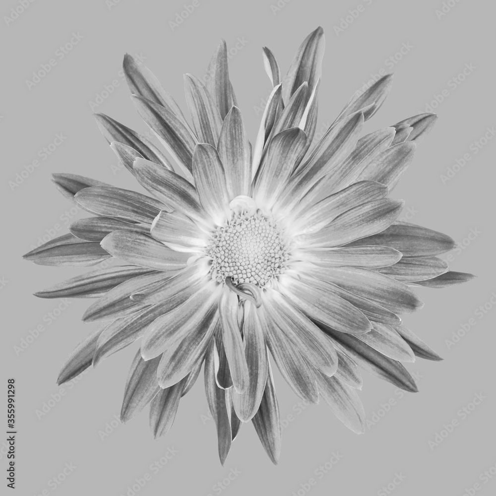 Obraz premium Close up of Chrysanthemum Flower in Grayscale