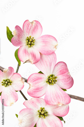 Close Up of Pink Bracts on Flowering Dogwood Tree