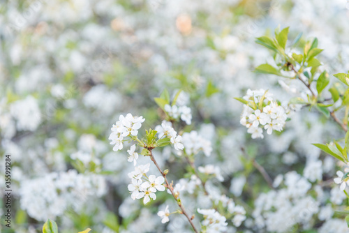 Apple tree flowers close-up. Many colors apples. Background. Leaves of yubloki. Tree close up. Fruit tree in the garden