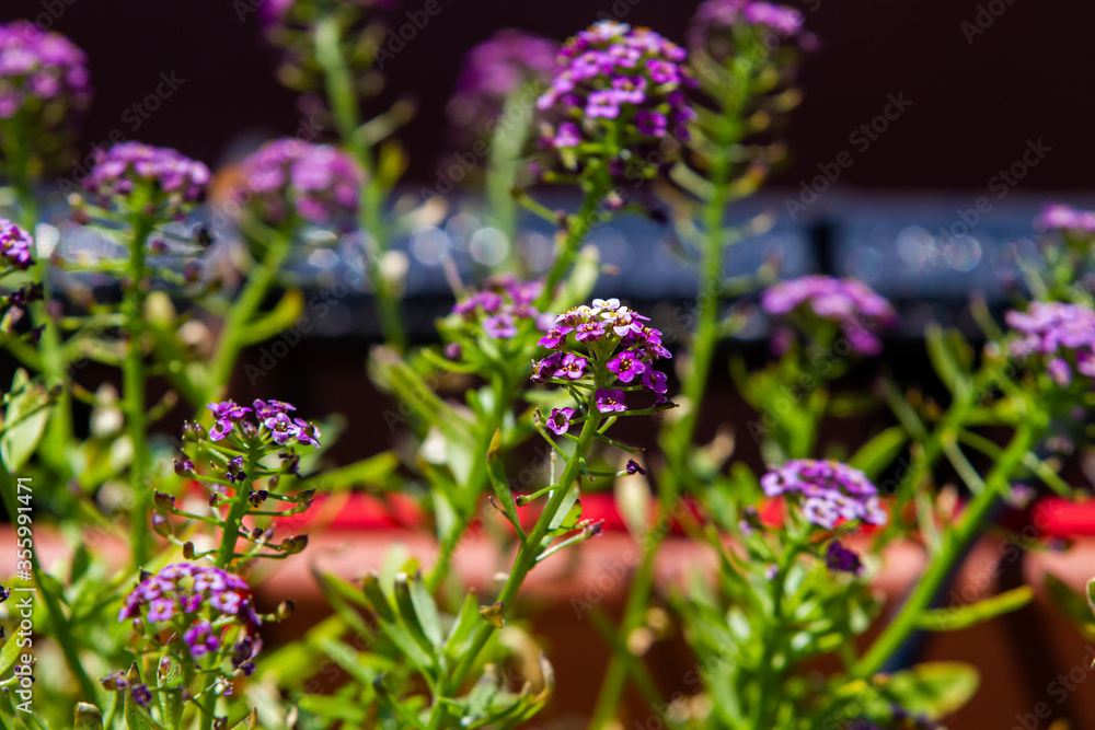 Obraz premium Violet lobularia maritima flowers in natural light