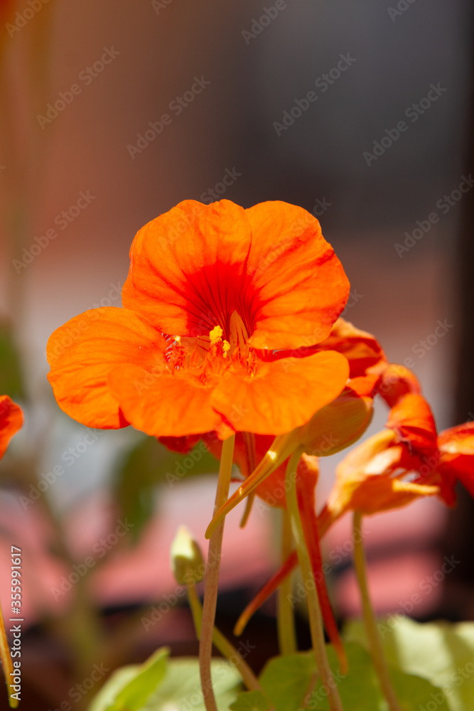 Fototapeta premium orange flowers of Tropaeolum majus plant
