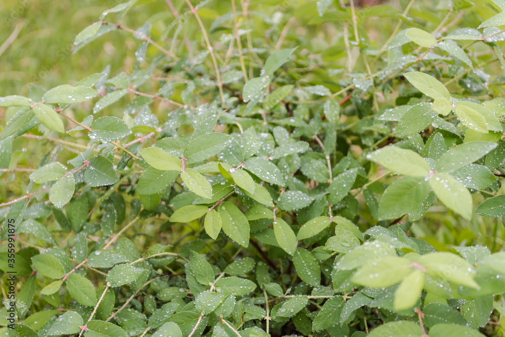 Dew on the leaves. Leaves after the rain. It has rained. Drops on the leaves. Early morning. Beautiful nature