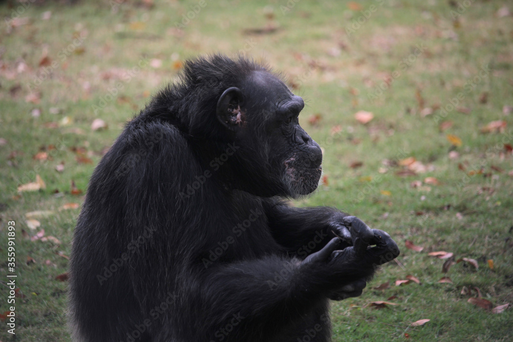 APE I APE I