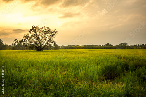 sunset over the rice field
