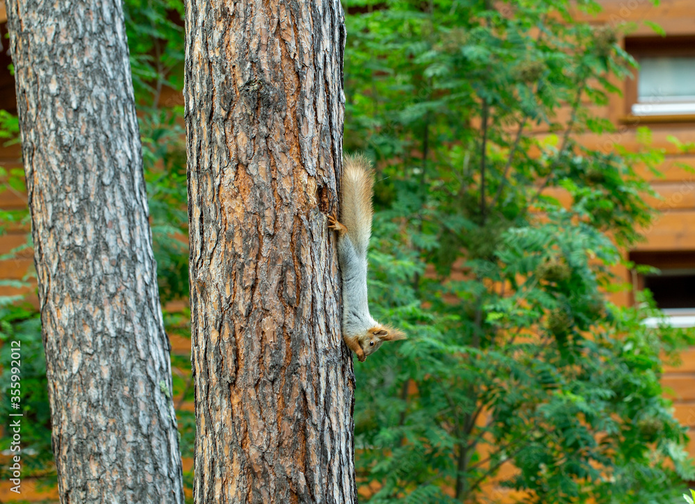 Obraz premium squirrel runs through the trees in the pine forest in search of food