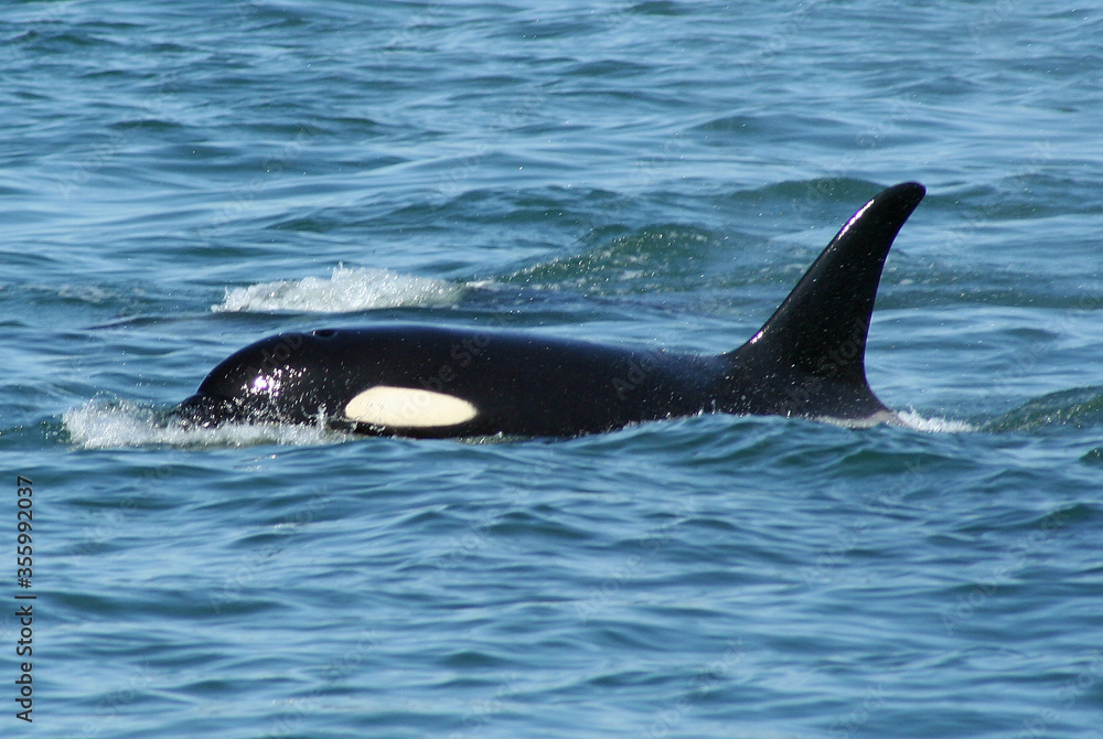 Orca on the surface of the water Orca on the surface of the water