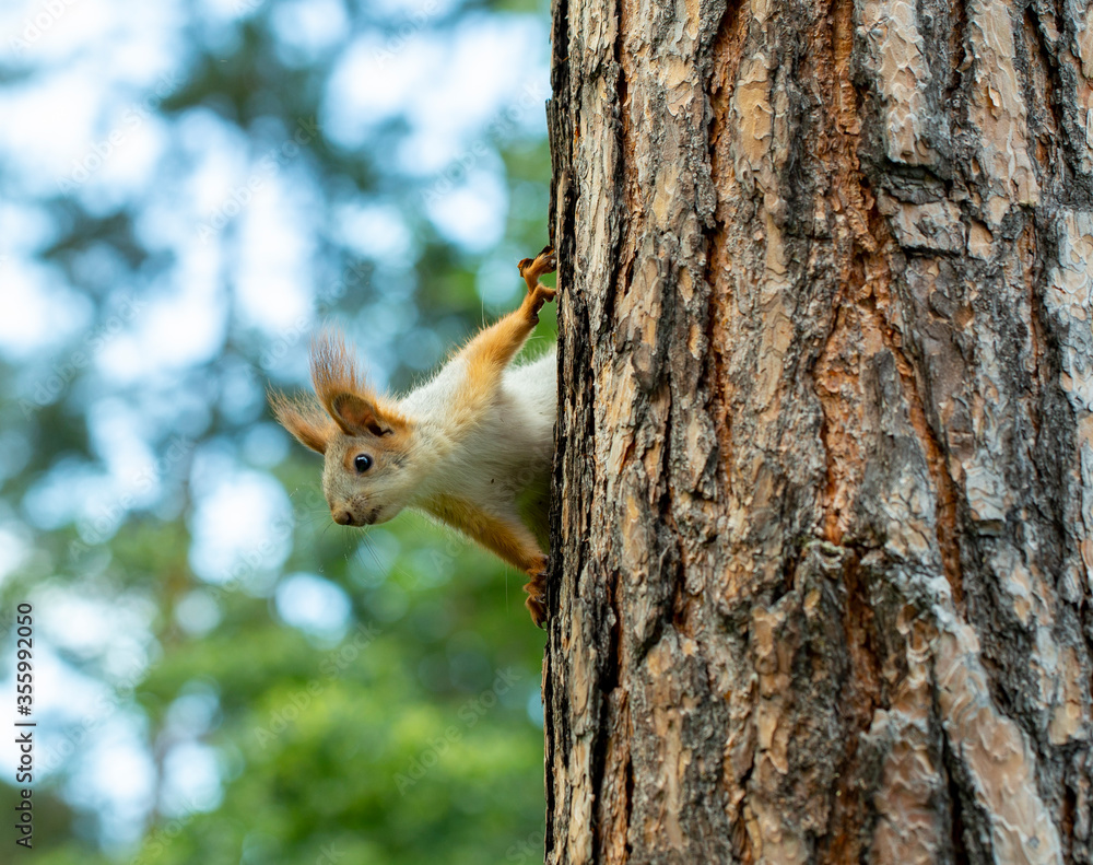 Obraz premium squirrel runs through the trees in the pine forest in search of food