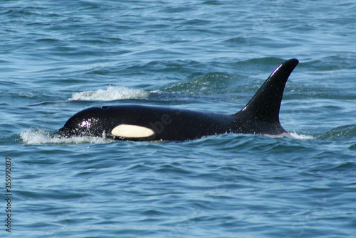 Orca on the surface of the water © Rick