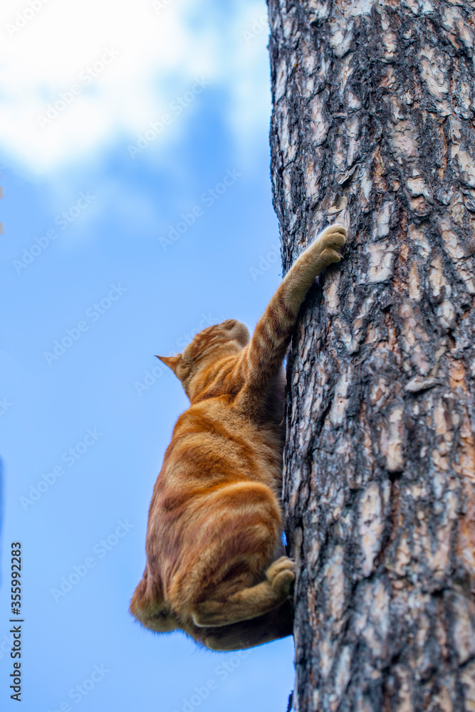 red cat climbs trees in the garden