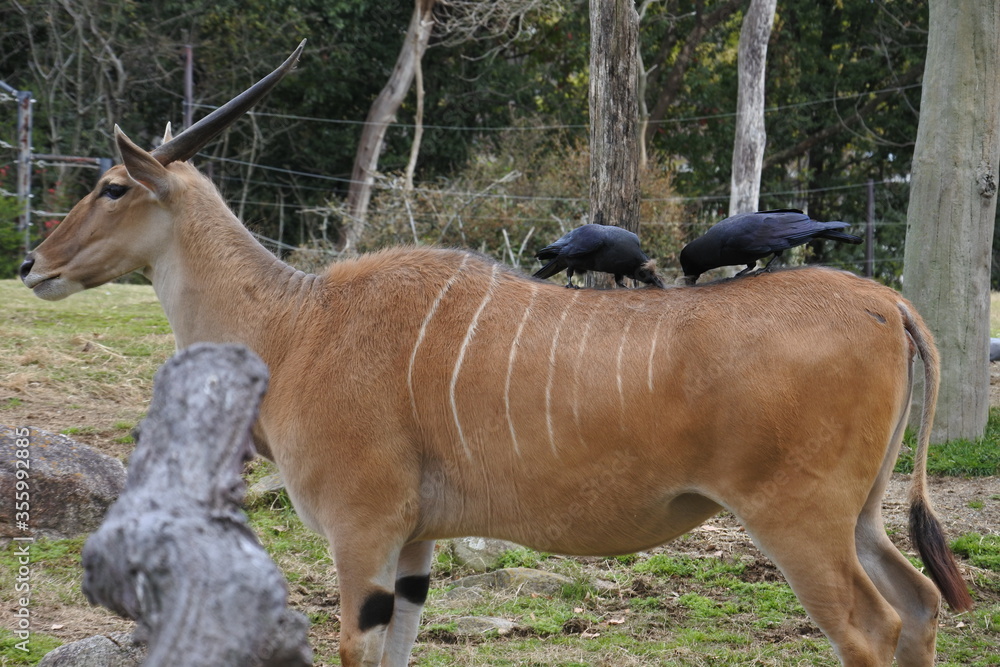 Fototapeta premium Common eland is having a pair of crows on its back.