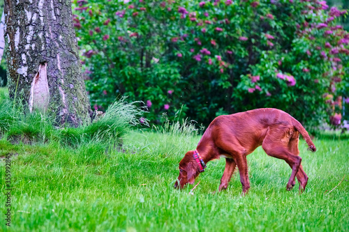Irish Setter standing in the meadow general plan color