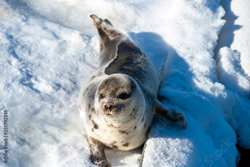 Fototapeta Naklejka Na Ścianę i Meble -  A large harp seal lays on a shore covered in snow and ice. The animal has large claws and flippers which are tucked into the belly of the animal. It has long whiskers, grey fur and spots.