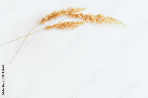 minimalism style, dried grass on a white background