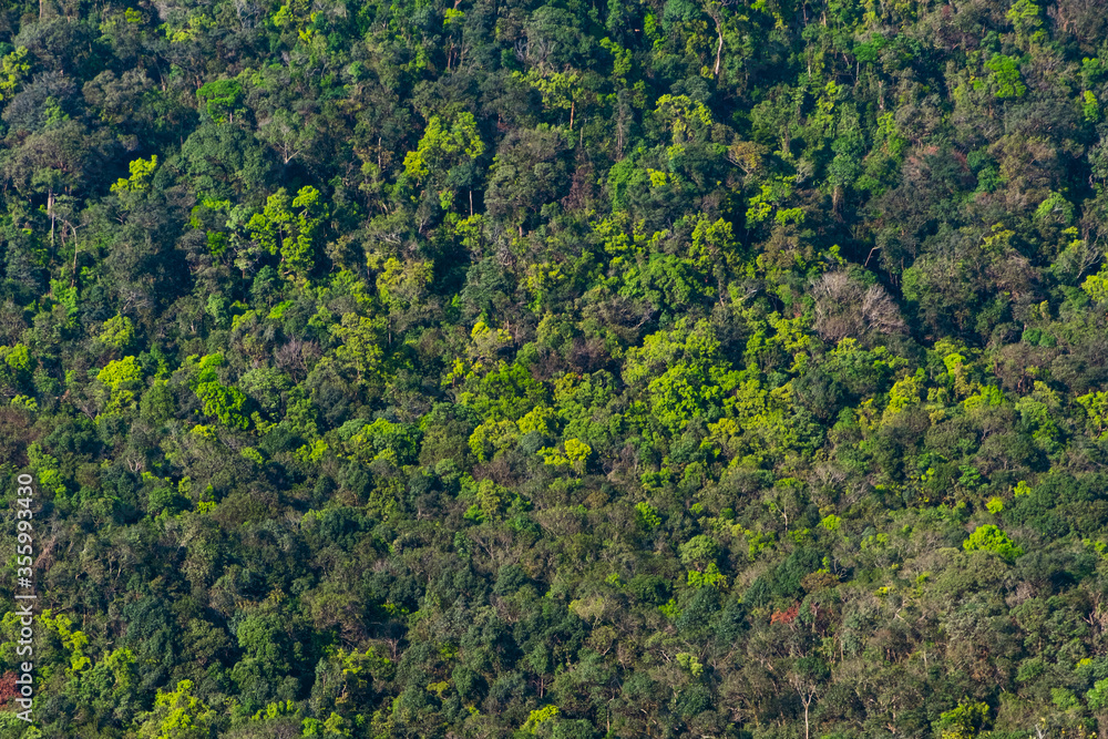 high density of rainforest background