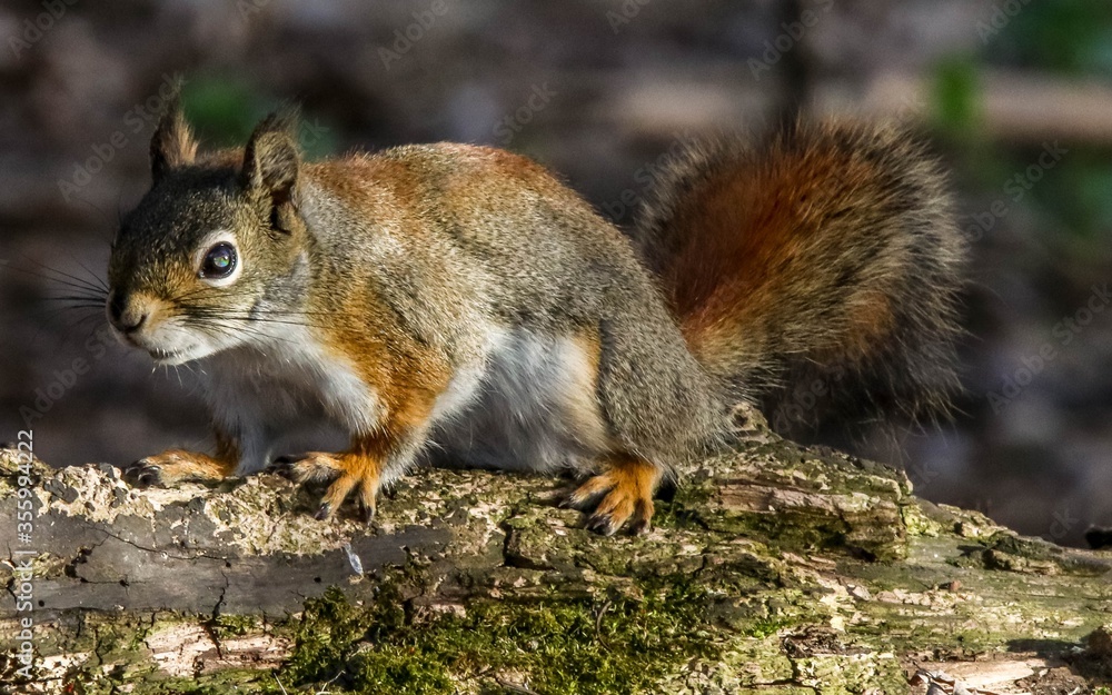 Squirrel looking ahead while climbing on a tree limb Squirrel looking ahead while climbing on a tree limb