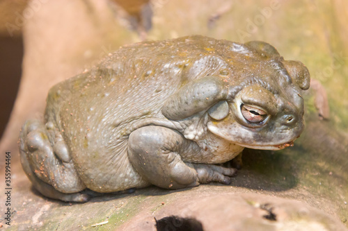 a sleeping Colorado River toad.
It is found in northern Mexico and the southwestern United States.
 has a smooth, leathery skin and is olive green or mottled brown in color.  photo