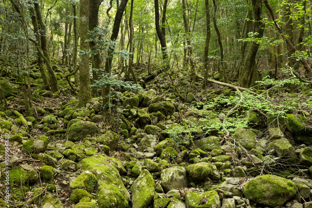 森の中のたくさんの緑の苔むした石