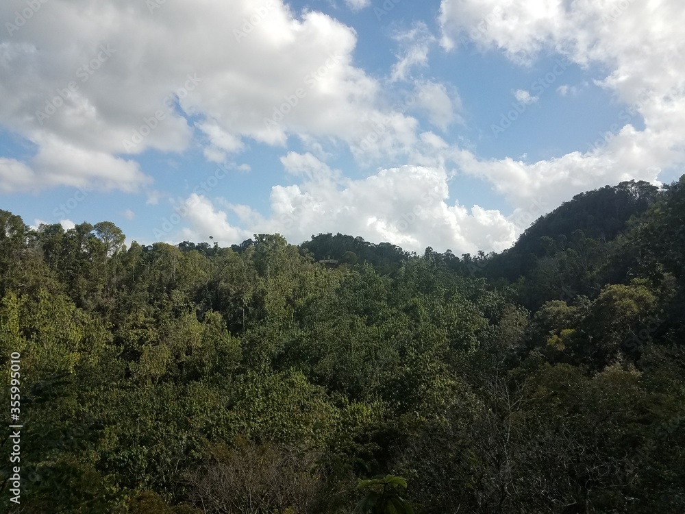 green trees and plants and wood observation tower in the Guajataca forest in Puerto Rico