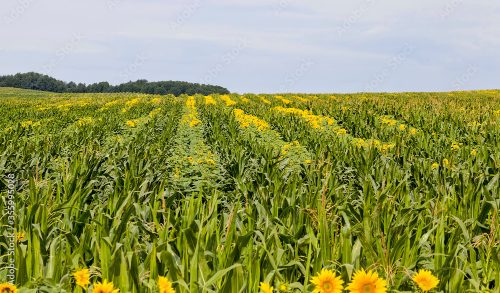 Fototapeta premium bright sunflower with corn
