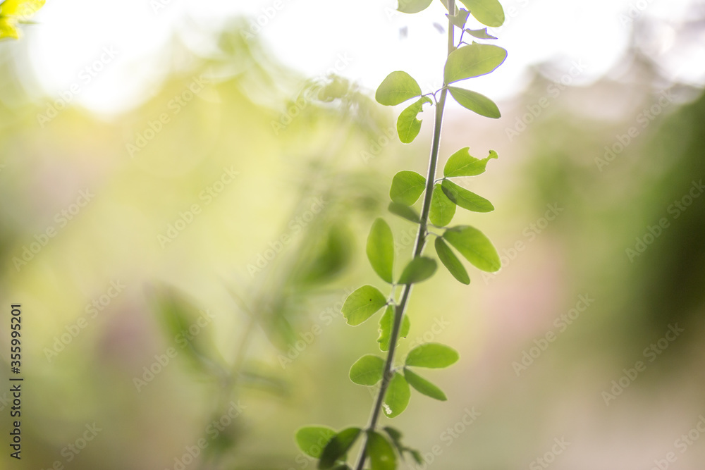 The abstract blurred background of the backlighting bokeh of the sun hitting the green leaves, beautiful beauty of natural light effects.