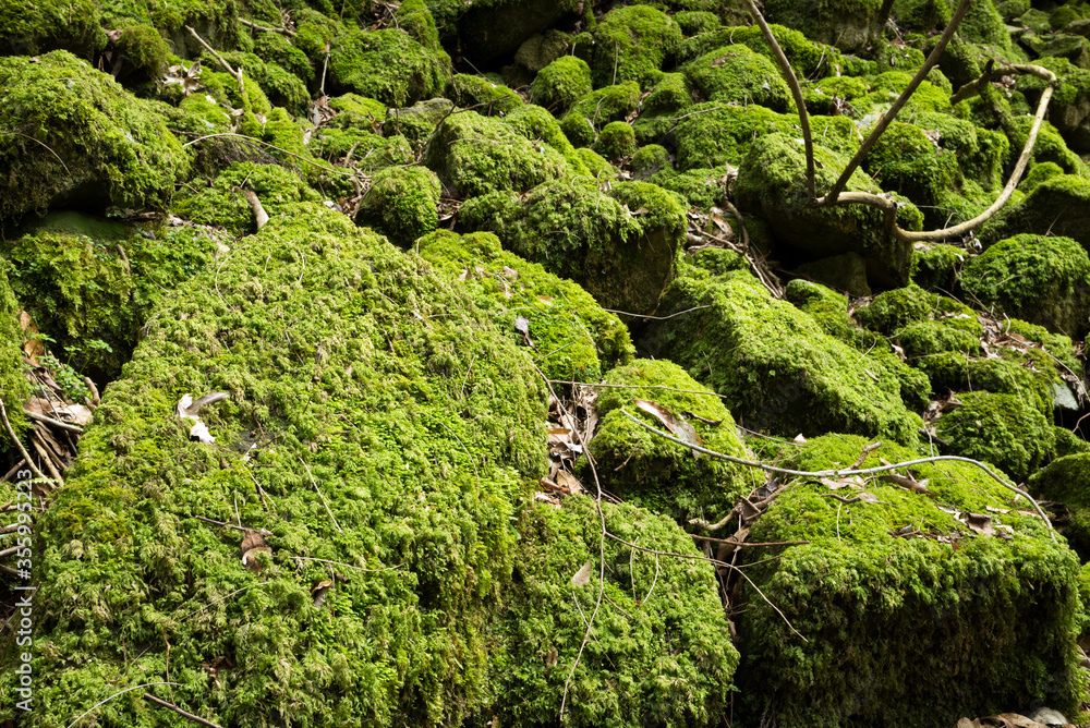 たくさんの緑の苔むした石 たくさんの緑の苔むした石