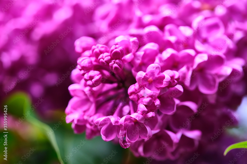 Beautiful flowering branch of lilac flowers close-up macro shot with blurry background. Spring nature floral background, pink purple lilac flowers. Greeting card banner with flowers for the holiday Beautiful flowering branch of lilac flowers close-up macro shot with blurry background. Spring nature floral background, pink purple lilac flowers. Greeting card banner with flowers for the holiday