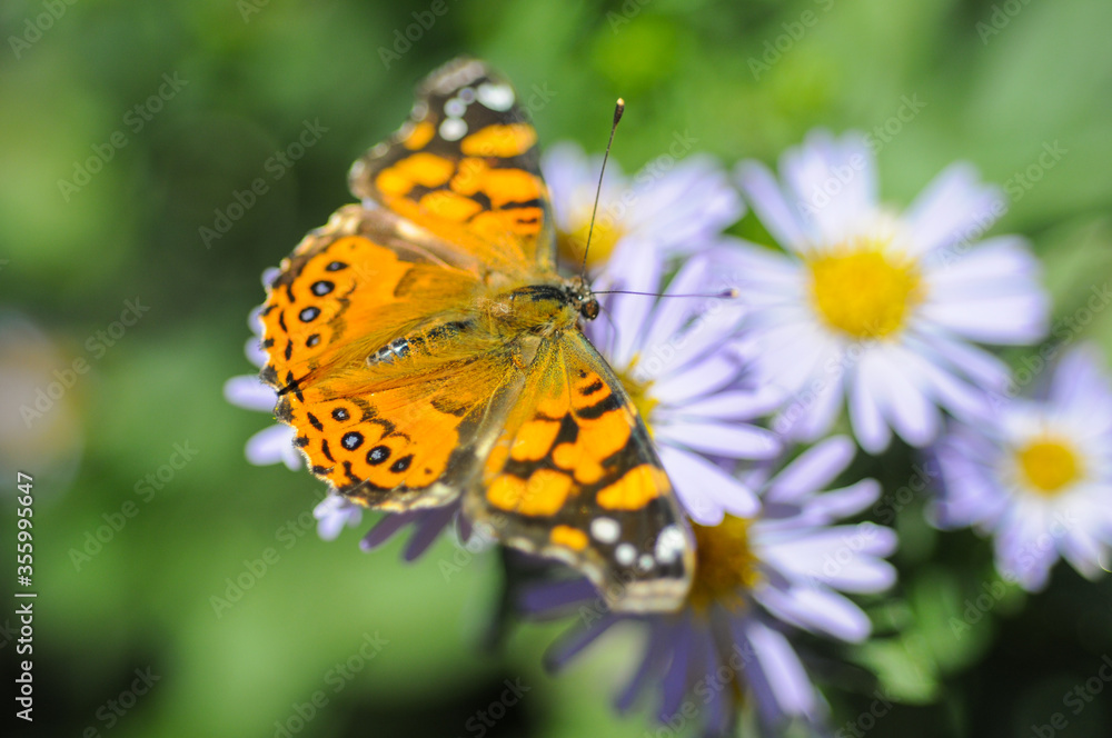 Butterfly landed on bed of flowers Butterfly landed on bed of flowers