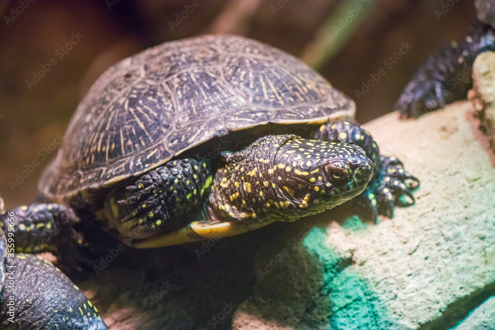 The European pond turtle is a species of long-living freshwater turtle in the family Emydidae.
The carapace is dark brown to blackish, with a hint of green. The head and legs are spotted with yellow The European pond turtle is a species of long-living freshwater turtle in the family Emydidae.
The carapace is dark brown to blackish, with a hint of green. The head and legs are spotted with yellow