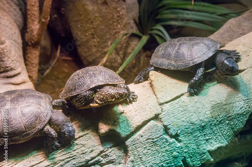 The European pond turtle is a species of long-living freshwater turtle in the family Emydidae. 
 The carapace is dark brown to blackish, with a hint of green. The head and legs are spotted with yellow photo