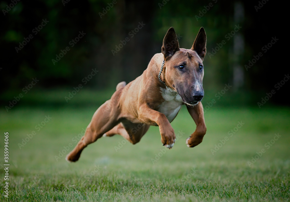 Happy English bull terrier jumping and playing 