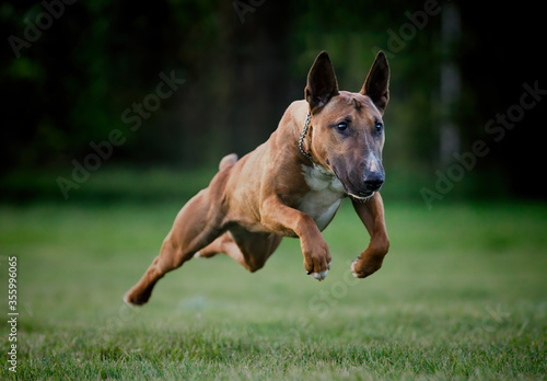 Happy English bull terrier jumping and playing 