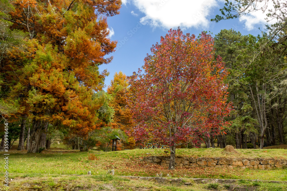 Campos do Jordão Tree Farm Park in autumn, São Paulo, Brazil