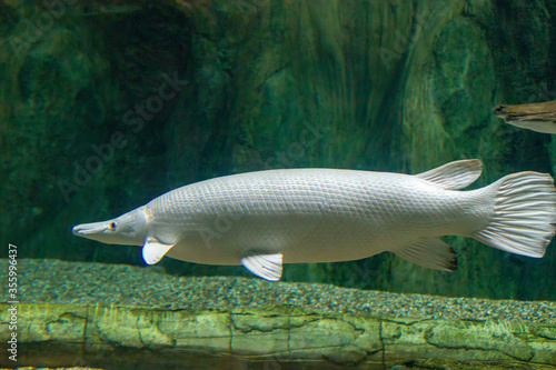 An  platinum  Alligator gar(Atractosteus spatula) in water.
It is not albino because the eyes are black instead of red.  photo