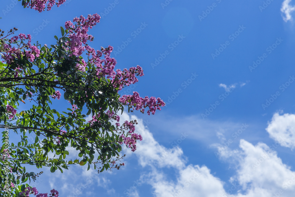 夏の空と百日紅stock Photo Adobe Stock 夏の空と百日紅stock Photo Adobe Stock
