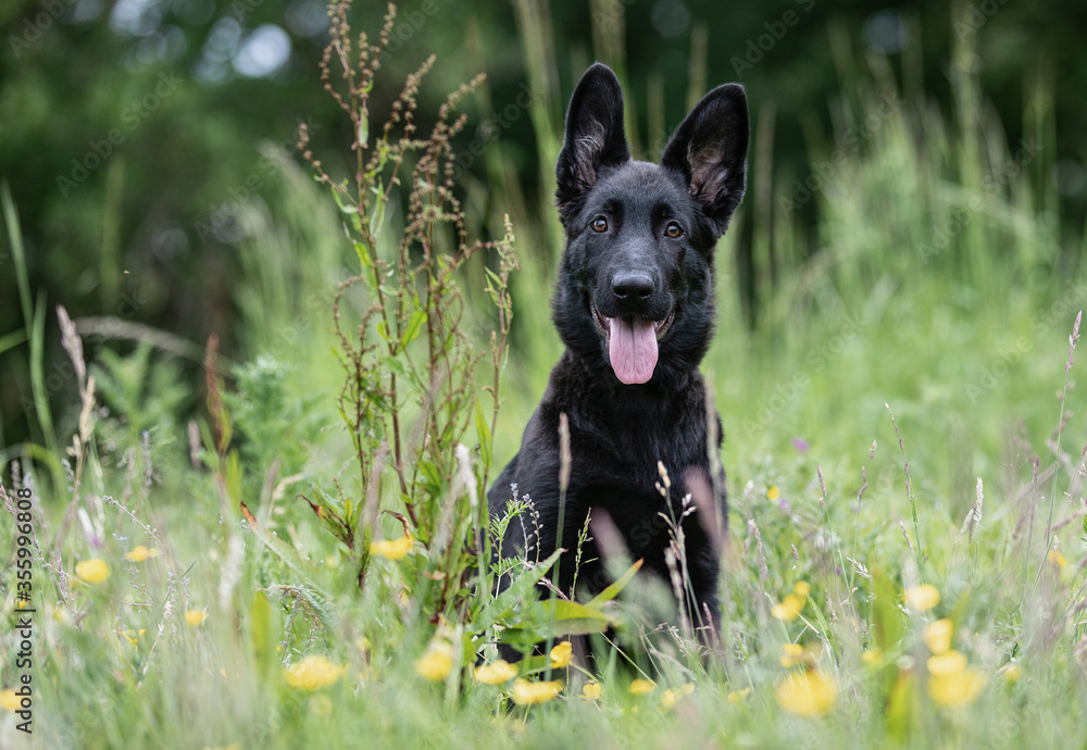 Black German shepherd puppy cute
