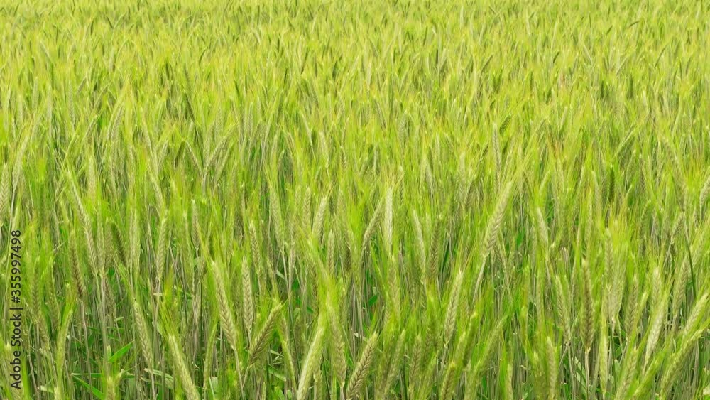 Green ears of wheat sway in the wind. Approaching, zoom in ears of wheat. Green ears of wheat sway in the wind. Approaching, zoom in ears of wheat.